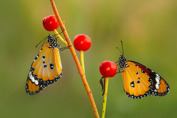Macro shots, Beautiful nature scene. Closeup beautiful butterfly sitting on the flower in a summer garden.
