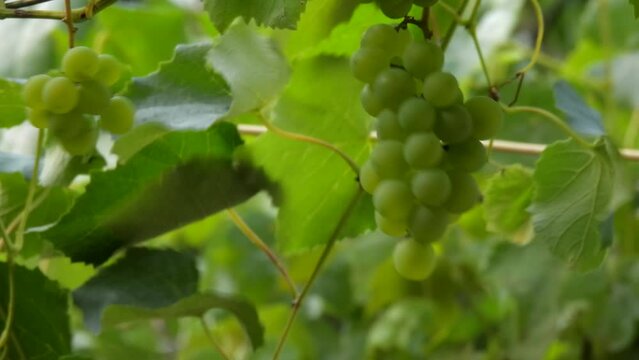 Closeup of white grapes on vine. Man's hand plucks loud grapes. Branch of muscat grapes hanging in vineyard. Wine grapes harvest. Harvesting for white wine production. Summer fruit green background.