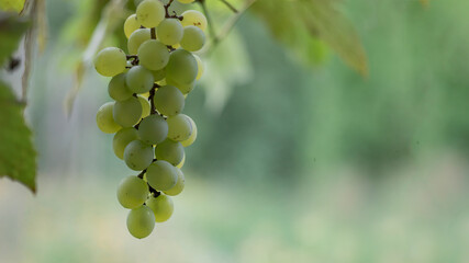 Close up of a branch of ripe green grapes. Ripe grapes growing on the vine, close up. Grapes at...