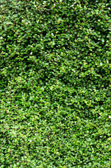 いちめんの葉っぱ　ワイヤープランツ　グラフィック素材