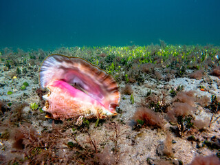 underwater view of conch shell on coral reef in ocean