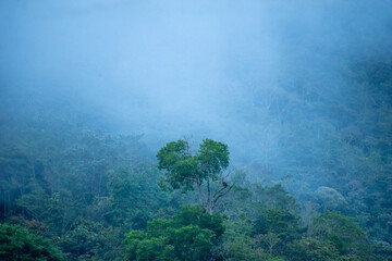 fog in the forest