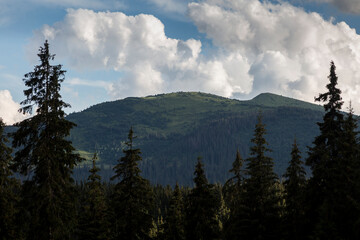 Spruce forests in the Carpathian mountains, Svydovets massif