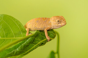 Macro shots, Beautiful nature scene , baby green chameleon sitting on flower in a summer garden.
