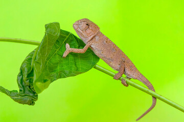 Macro shots, Beautiful nature scene , baby green chameleon sitting on flower in a summer garden.