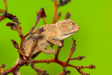 Macro shots, Beautiful nature scene , baby green chameleon sitting on flower in a summer garden.