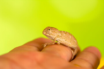 Macro shots, Beautiful Closeup , baby green chameleon at your fingertips in a summer garden
