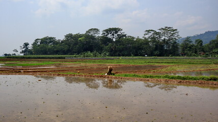 Plough and in background is ripe rice paddy cow plowing field