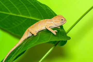 Macro shots, Beautiful nature scene , baby green chameleon sitting on flower in a summer garden.