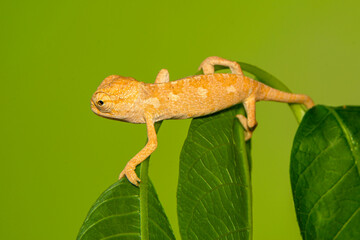 Macro shots, Beautiful nature scene , baby green chameleon sitting on flower in a summer garden.