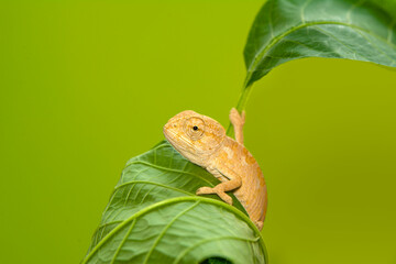 Macro shots, Beautiful nature scene , baby green chameleon sitting on flower in a summer garden.