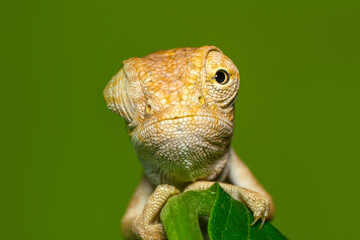 Macro shots, Beautiful nature scene , baby green chameleon sitting on flower in a summer garden. © blackdiamond67