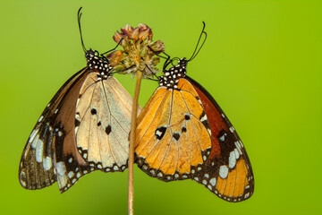 Macro shots, Beautiful nature scene. Closeup beautiful butterfly sitting on the flower in a summer garden.