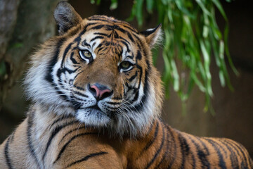 Fototapeta na wymiar tiger in the zoo