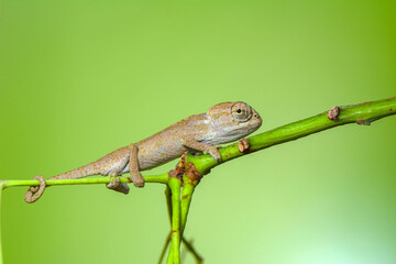 Macro shots, Beautiful nature scene , baby green chameleon sitting on flower in a summer garden.