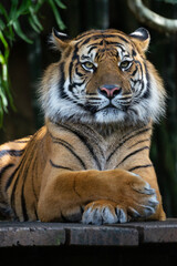 portrait of a tiger
