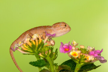 Macro shots, Beautiful nature scene , baby green chameleon sitting on flower in a summer garden.