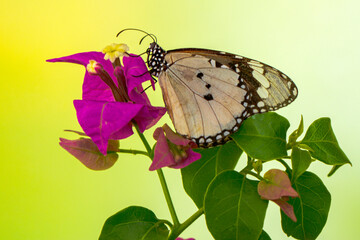 Macro shots, Beautiful nature scene. Closeup beautiful butterfly sitting on the flower in a summer garden.