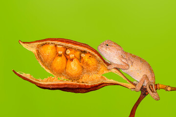 Macro shots, Beautiful nature scene , baby green chameleon sitting on flower in a summer garden.