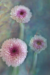 Artistic and Dreamy Flower Close-up