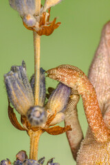 Macro shots, Beautiful nature scene , baby green chameleon sitting on flower in a summer garden.