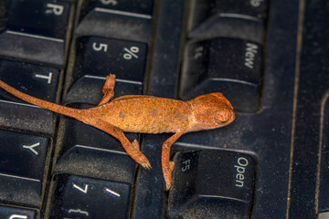 Macro shots, Beautiful nature scene , baby green chameleon sitting on keyboard