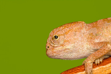 Macro shots, Beautiful nature scene , baby green chameleon sitting on flower in a summer garden.