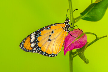 Macro shots, Beautiful nature scene. Closeup beautiful butterfly sitting on the flower in a summer garden.