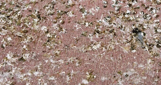 Abstract - close up of bird bird feces on concrete floor