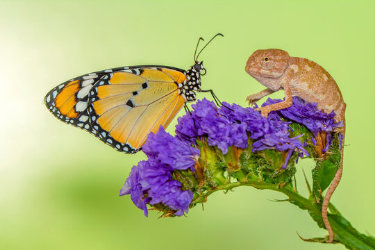 Amazing moment ,Large tropical butterfly and baby green chameleon sitting on flower in a summer garden.

