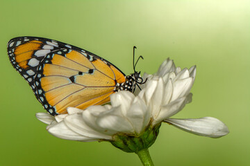 Macro shots, Beautiful nature scene. Closeup beautiful butterfly sitting on the flower in a summer garden.
