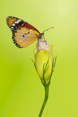 Macro shots, Beautiful nature scene. Closeup beautiful butterfly sitting on the flower in a summer garden.