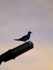 crow on a fence