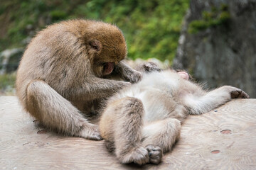 Close-up on two japanese macaques during their grooming session near the hot springs in Jigokudami Monkey Park, Nagano, Japan.