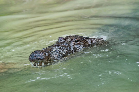 Aligator's head above water in Rio Lagartos, Mexico.