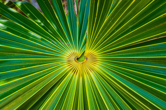 Mexican fan palm leaf centre.