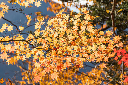 Colorful leaves at the Lake Chuzenji (Nikko, Japan) on a sunny day in late October.