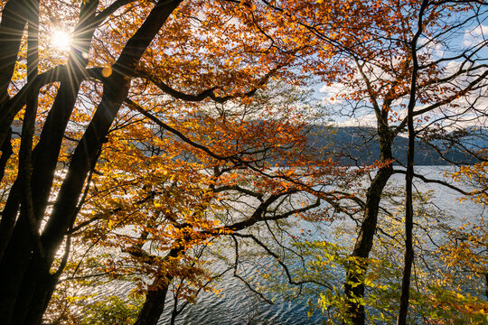 Colorful leaves at the Lake Chuzenji (Nikko, Japan) on a sunny day in late October.