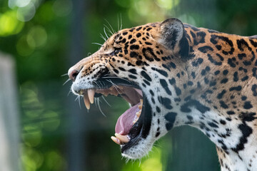 close up portrait of a leopard