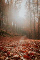 São Lourenço Beech Tree Forest, pathway leaves fall in ground landscape on autumnal background in...