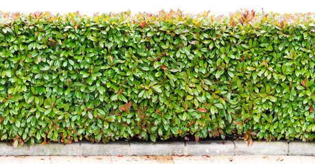 Green bush hedge long horizontal seamless border. Photinia fraseri plants row isolated transparent...