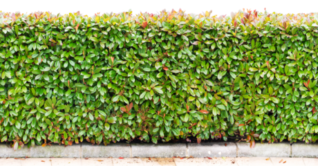 Green bush hedge long horizontal seamless border. Photinia fraseri plants row isolated transparent png.