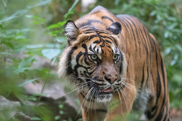 tiger in the wild