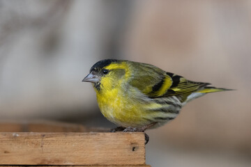 yellow and black bird