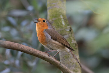robin on a branch