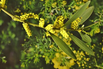 Coastal Wattle (Acacia sophorae) in flower, Australian native plant.