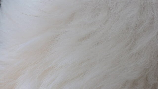beautiful abstract beautiful white fur background texture close-up