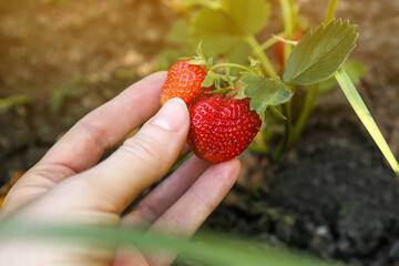 Woman gathering strawberries in garden on sunny day, closeup