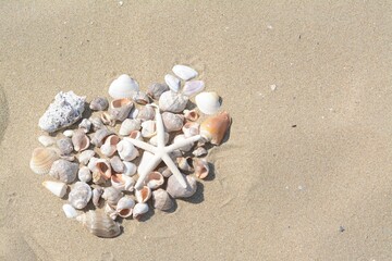 Fototapeta na wymiar Beautiful starfish and sea shells on sandy beach, above view. Space for text