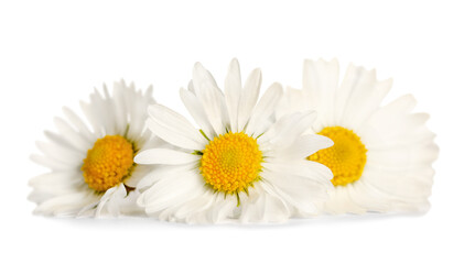 Fototapeta na wymiar Three beautiful daisy flowers on white background